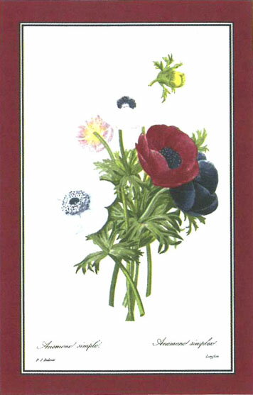 ティータオル フローラルアネモネ[ULSTER WEAVERS]xRHSアルスターウィーバーズ　フキン 布巾 リネン