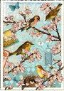 輸入ポストカード エディションタウゼンドショーン 桜と鳥 Edition Tausendsch?n バード 春 スプリング