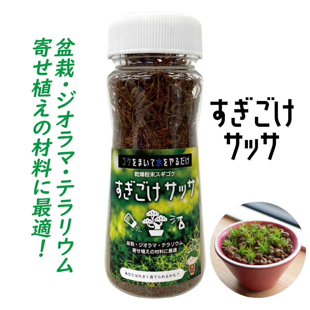 【あす楽】 乾燥 粉末 スギゴケ すぎごけサッサ 12g 【 おうち時間 苔 こけ コケ 盆栽 苔玉 寄せ植え テラリウム ジオラマ 箱庭 手軽 簡単 カンタン スギゴケ スナゴケ ハイゴケ ミニ 豆 グリーン インテリア 癒し 】