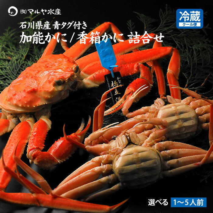 蟹漁解禁 カニ かに 蟹 ズワイガニ セコガニ ずわい蟹 加能かに 香蟹蟹 せいこ 詰め合せ 石川県産 1〜5人前 贈答 ギフト 産地直送 送料無料のサムネイル