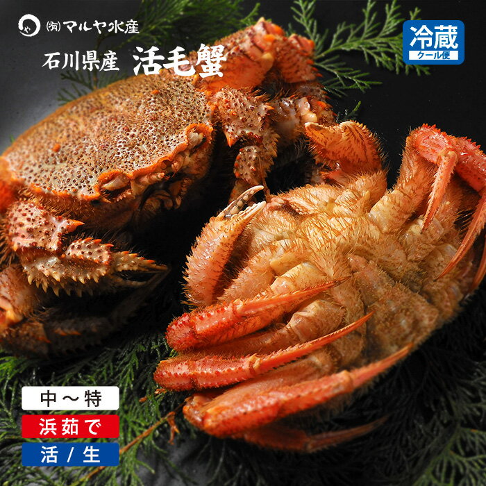 毛ガニ 毛蟹 1匹 350g～1kg 石川県産 硬蟹 生かに 活蟹 or 茹で蟹 未冷凍品 加賀 能登 贈答 ギフト 通販 お取り寄せ 産地直送 送料無料