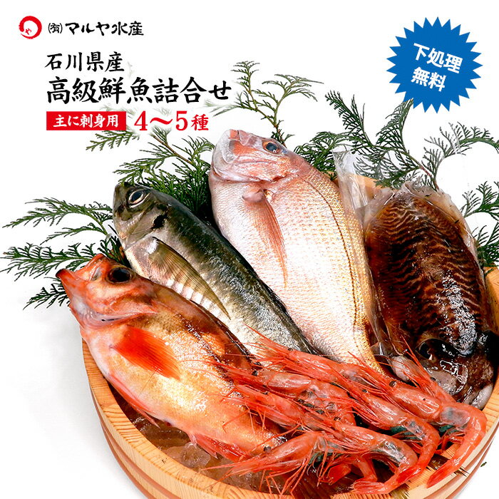 敬老の日 石川県 旬の魚 高級 鮮魚詰合せ お魚BOX 4〜5種 ( 主にお刺身用 下処理無料 冷蔵便 ) ※お届け日指定不可 贈答 ギフト 産地直送 お取り寄せ 送料無料