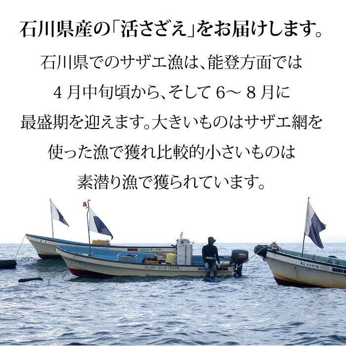 お気に入り】 小さめの活さざえは 特にBBQなどで壺焼きがオススメ 活さざえ 石川県産 小さめ 1.0kg 10~13個 詰合せ 産地直送 お取寄せ mundosuperman.com お気に入り】 小さめの活さざえは 特にBBQなどで壺焼きがオススメ 活さざえ 石川県産 小さめ 1.0kg 10~13個 詰合せ 産地直送 お取寄せ mundosuperman.com