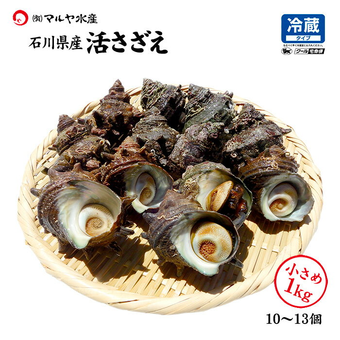 天然活さざえ　中サイズ　1kg　10個　70g〜110g [さざえ]