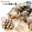 魚 鮮魚 刺身 貝 バイガイ シロバイ バイ貝 エッチュウバイ お刺身用 活貝 石川県産 1.0~4.0kg お取寄せ