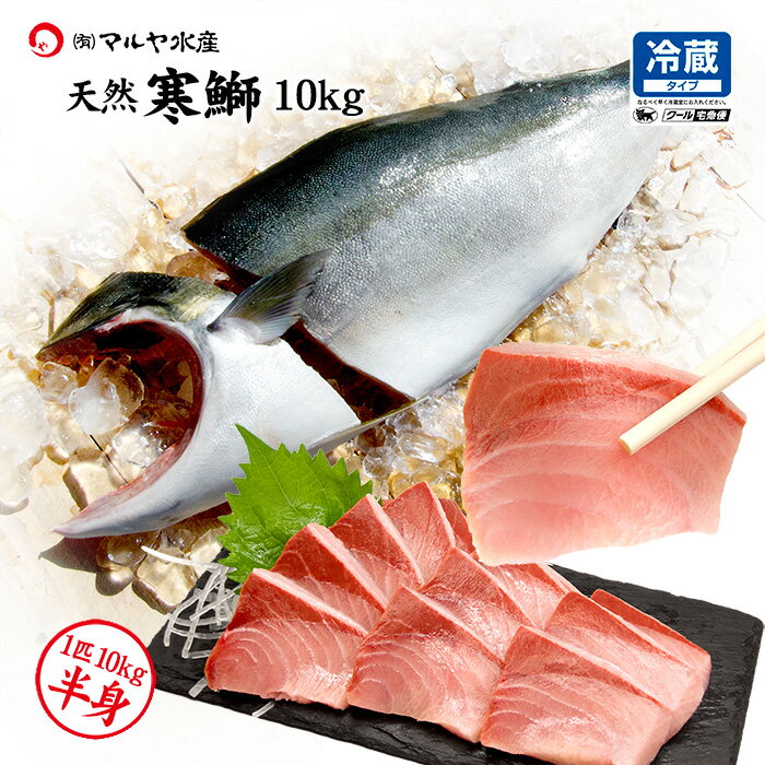 天然ブリ ( 寒鰤 寒ぶり ) 日本海産 刺身用 7〜10kg台 送料無料 ※お届け日指定不可