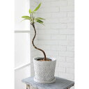 ポット (L) 2点入り ソーサー付き 鉢 鉢カバー 花 植物 植木 ポット 受け フラワースタンド フラワーラック プランターラック 花台 室内 玄関 庭 庭づくり ガーデニング 園芸 趣味 DIY 屋外 おしゃれ 北欧 アンティーク レトロ 夏休み 帰省 家具 鏡 送料無料