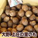 15-1 大野の里いも 10kg S 煮崩れしない、煮っころがし、おでんに最適。おいしい 福井県 福井 お土産 特産物歳暮 お歳暮 贈り物