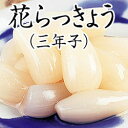 10-10 三年子花らっきょう 3袋入 【送料無料】沖縄・離島・一部地域は送料加算+500円(税別)福井県 お土産 特産物ギフト贈答 らっきょうおいしい 特産品...