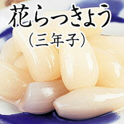 【花らっきょう】福井の特産品！人気の美味しい花らっきょうは？