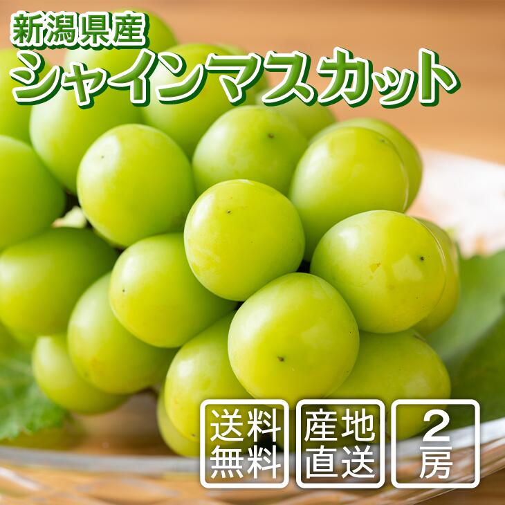 シャインマスカット|訳ありでも美味しい人気の高級マスカットの通販