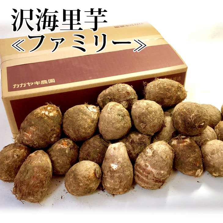 【予約】ねっとり&もっちり 沢海里芋〔ファミリー〕 8kg M〜Lサイズ【冬ギフト】【送料無料(一部地域除く)】