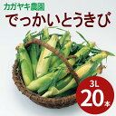 【とうもろこしギフト】朝採り新鮮!でっかいとうきび 3Lサイズ20本(とうもろこし/トウモロコシ/スイートコーン)【お中元】【送料無料(一部地域除く)】