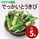 【とうもろこしギフト】朝採り新鮮!でっかいとうきび 3Lサイズ5本(とうもろこし/トウモロコシ/スイートコーン)【お中元】【送料無料(一部地域除く)】