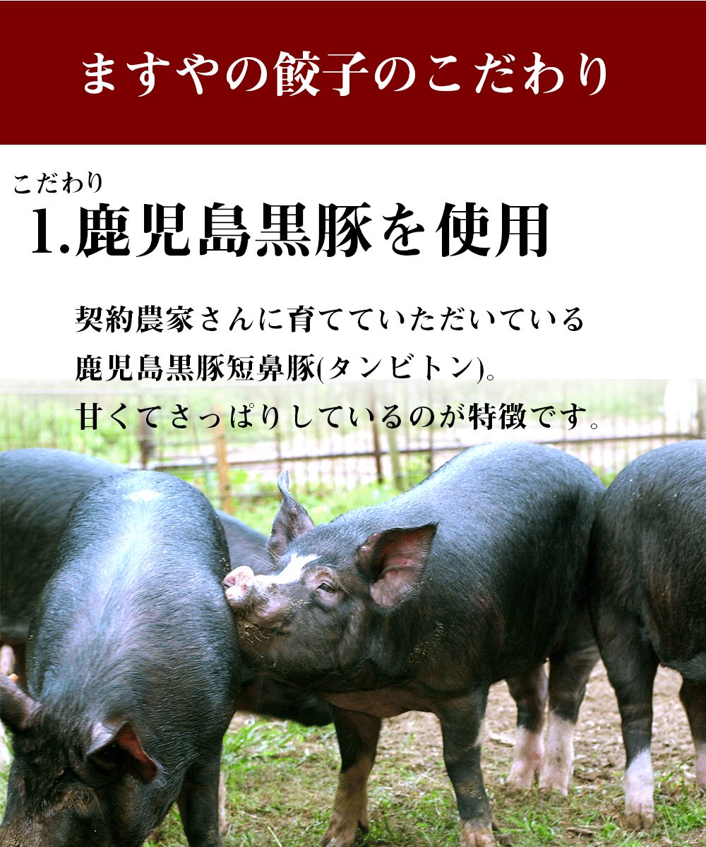 【10%OFFクーポン 11/1】 無添加 鹿児島ますや 鹿児島黒豚 短鼻豚 お肉たっぷり 餃子 120個セット(タレ付き) 送料無料 冷凍 冷凍餃子 お取り寄せ 中華 点心 プレゼント ギフト 食べ物 家飲み おつまみ 高級 黒豚 おいしい 絶品 国産 グルメ 無添加食品 無添加惣菜 3