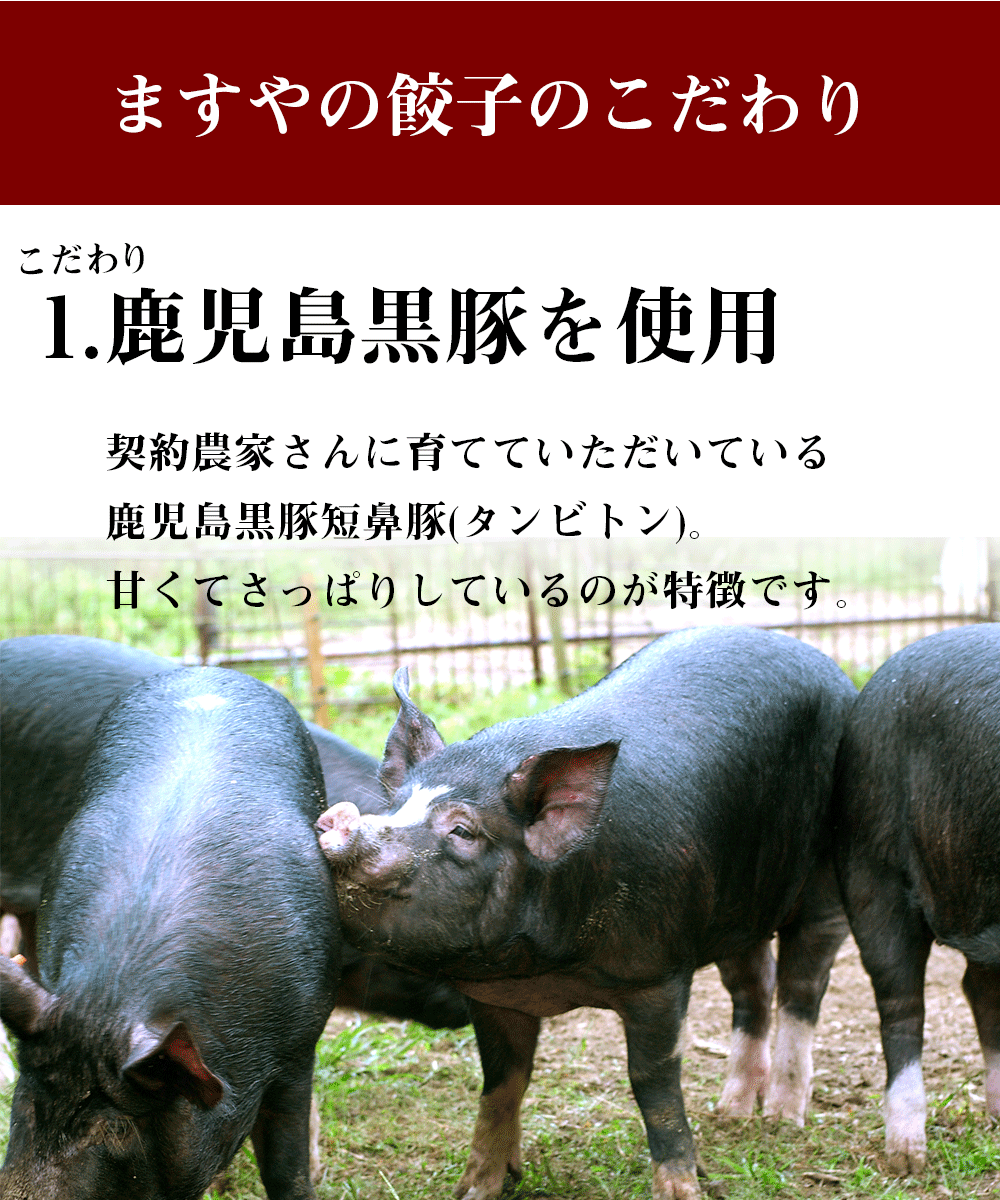 無添加 餃子 鹿児島ますや お肉たっぷり 鹿児島黒豚 餃子 24個セット 父の日 送料無料 贅沢 生餃子 内祝い 母の日 父の日 無添加食品 ギフト プレゼント 食べ物 黒豚餃子 冷凍餃子 無添加惣菜 惣菜 おいしい 美味しい 食品 冷凍 高級 ギフトセット 3