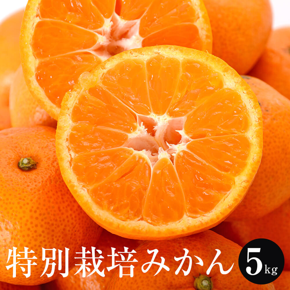 特別栽培 温州みかん 5kg 送料無料 熊本県産 熊本 みかん 高級 美味しい 甘い みかん 贈答 贈り物 ファームオリンピア タビグルメ(4)