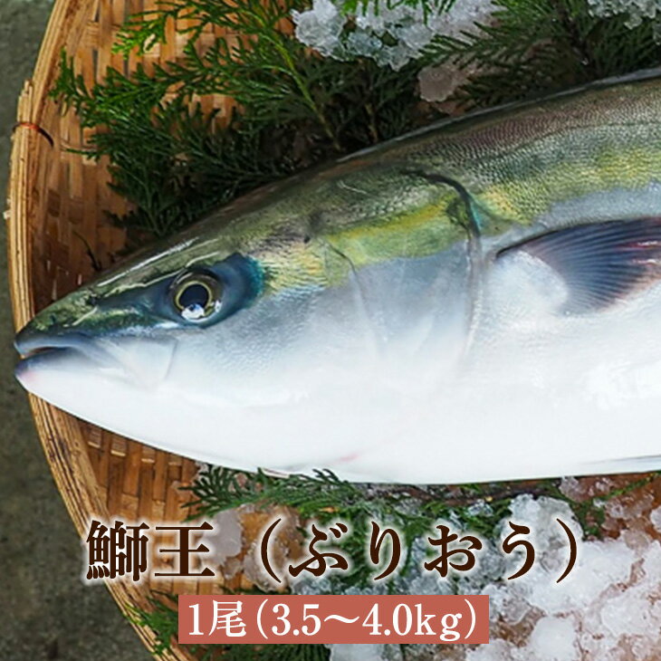 鰤王 ぶりおう 1尾 3.5～4.0kg 鰤王 ぶり 鰤 養殖ぶり 活魚 鮮魚 活け締め 神経抜き カット加工 真空パック 長島 東町漁協 鹿児島県産 魚介類 お取り寄せ 国産 さるがく水産 かごしまや