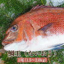 鯛王 たいおう 1尾 1.5～2.0kg 鯛王 たい 鯛 真鯛 活魚 鮮魚 活け締め 神経抜き カット加工 真空パック 長島 東町漁協 鹿児島県産 魚介類 お取り寄せ 国産 さるがく水産 かごしまや