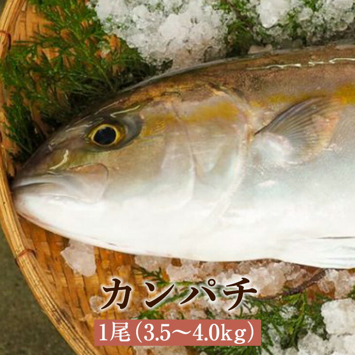 商品情報 商品名カンパチ（1尾3.5～4.0kg） 数量1尾3.5～4.0kg 原材料名カンパチ 賞味期限到着後5日間（なるべくお早目にご賞味ください） 保存方法冷蔵 特徴ブリやヒラマサと並び、青物御三家と呼ばれるカンパチ。 年間を通して味が落ちないということで、昔から珍重されていました。 天然魚が希少なため、全国各地で養殖が盛んに行われており、鹿児島県内では、桜島、根占、垂水、長島などがブランド養殖カンパチの産地として、よく知られています。 製造株式会社さるがく水産 販売株式会社うりば 商品に関する連絡先、返送先 会社名株式会社さるがく水産 電話番号0996-75-2702 メールinfo@sarugaku-suisan.com 住所鹿児島県阿久根市脇本267-1 担当猿楽 注意楽天市場のかごしまやを見たとお伝え頂けるとスムーズです。 ご注文・発送に関する連絡先 会社名株式会社うりば（株式会社スクラップデザイン内） 電話番号099-296-9944 メールinfo@uriba.co.jp 住所〒890-0051鹿児島県鹿児島市高麗町24-17アベニュー甲南201 注意株式会社さるがく水産の注文に関してとお伝え頂けるとスムーズです。親会社であるスクラップデザインのスタッフが注文・お問い合わせ対応させて頂く場合もございます。