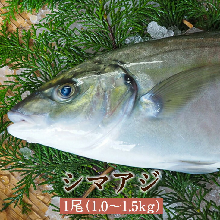 父の日 シマアジ 1尾 1.0～1.5kg しまあじ 高級 極上 ...