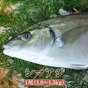 シマアジ 1尾 1.0~1.5kg しまあじ 高級 極上 高級魚 活魚 鮮魚 活け締め 神経抜き カット加工 真空パック 長島 東町漁協 鹿児島県産 魚介類 お取り寄せ 国産 さるがく水産 タビグルメ