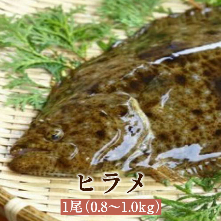 ヒラメ 1尾 0.8～1.0kg ひらめ 白身魚 高級魚 養殖 活魚 鮮魚 活け締め 神経抜き カット加工 真空パッ..