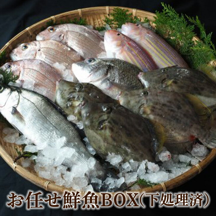 父の日 お任せ鮮魚BOX 下処理済 鱗 腹わた取り 活魚 鮮