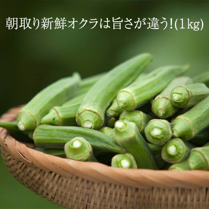 父の日 【2024年夏に再販予定】朝取り新鮮オクラは旨さが違う！(1kg) おくら オクラ茶 腸活 無添加 国..