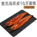 土用の丑の日 鹿児島県産 うなぎ蒲焼き 140g×2尾 180g×2尾 国産鰻 冷凍 セット ギフト プレゼント 送料無料 贈答 お中元 お歳暮 お祝い 内祝い うな重 海鮮 エーエフ タビグルメ