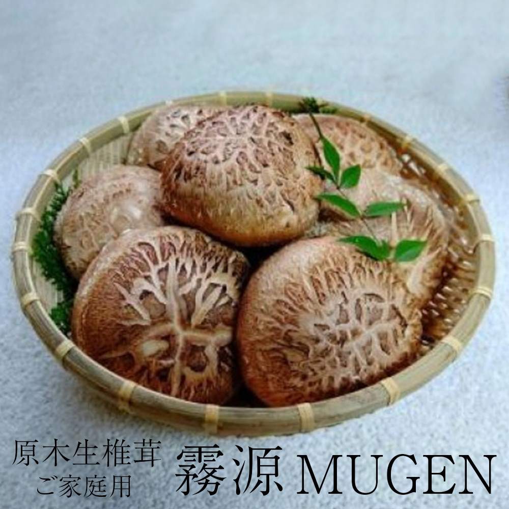 父の日 しいたけ 原木生椎茸 霧源 MUGEN 500g ご家庭用 12月～2月 季節限定 国産 愛媛 ブランド 肉厚 椎茸 横林原木椎茸生産組合 かごしまや