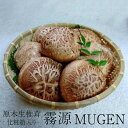 しいたけ 原木生椎茸 霧源 MUGEN 500g 化粧箱入り 12月～2月 季節限定 国産 愛媛 ブランド 肉厚 椎茸 横林原木椎茸生産組合 かごしまや