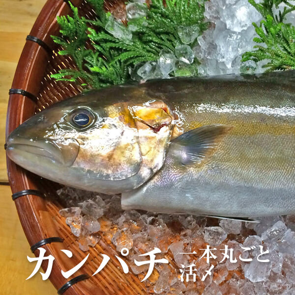 カンパチ 一本丸ごと 活〆 鮮魚 直送 刺身 鹿児島産 生 冷蔵 出水田鮮魚 かごしまや 父の日