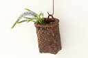 さくらの一輪挿し(長方型/壁掛け/網代編み)(約)本体高さ11.5cm×幅8cm×奥行き6cm