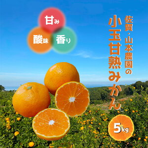 4-12日p5倍+クーポン◆みかん 5kg 3S~S 小玉 甘熟 温州 山本農園 産地直送 太良 佐賀 国産 日本産 もぎたて とれたて 新鮮 旬 甘い 酸味 香り ジューシー 有機 安心 コストコ 贈答品 お歳暮