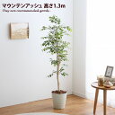  光触媒 フェイクグリーン 観葉植物 人工観葉植物 グリーン おしゃれ家具 おしゃれ 北欧 インテリア マウンテンアッシュ 造花 インドアグリーン 消臭 防菌 人気 可愛い かわいい Brote