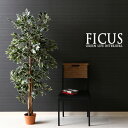 ϗtA tFCN FICUS tBJX S̖ 160cm ^  CeA A tFCNO[ lHϗtA C~e[V A 傫 傫 {   킢 v[g 