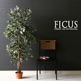 տʪ ե FICUS ե  160cm 緿 ¤ ƥꥢ ʪ ե꡼ ͹տʪ ߥơ ꥢ 礭 礭 ʪä   襤 ץ쥼 ̵