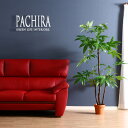 ϗtA tFCN PACHIRA pL X^_[h 172cm ^  CeA A tFCNO[ lHϗtA C~e[V A 傫 傫 {   킢 v[g 