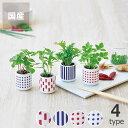 【5/1限定!税込5000円以上購入で500円OFFクーポン】観葉植物 おちょこで薬味栽培セット 栽培キット ガーデニング 野菜 室内 ミニサイズ母の日 母の日...