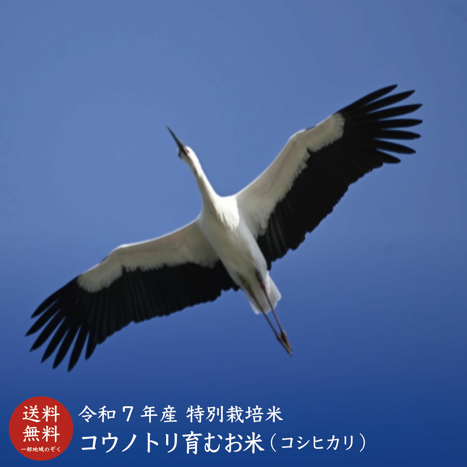 【令和7年産】コウノ�
