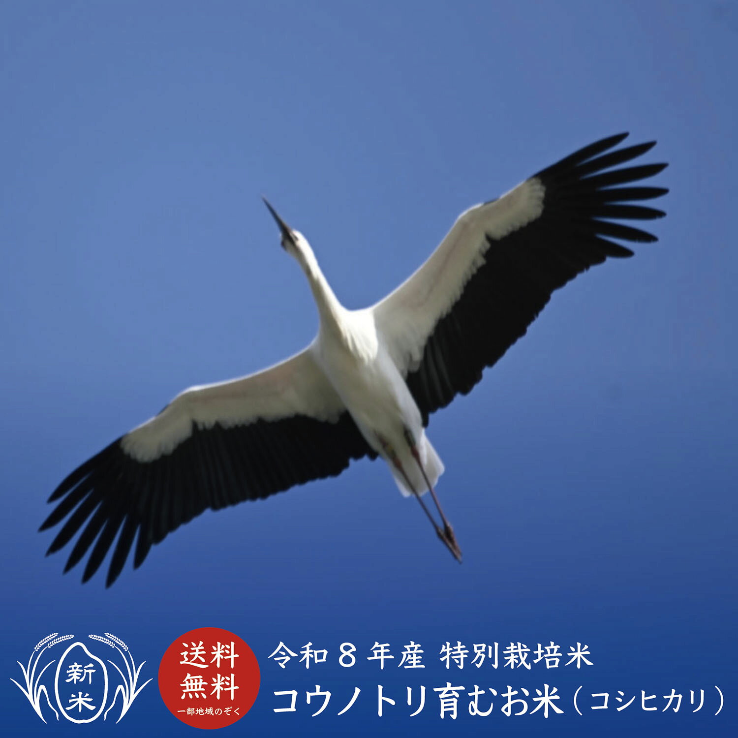【新米】【令和8年産】コウノトリ育むお米【5kg／10kg(5kg×2)】白米【送料無料(一部地域除く)】【コシヒカリ】【特別栽培米】【農薬・化学肥料未使用】【こしひかり】