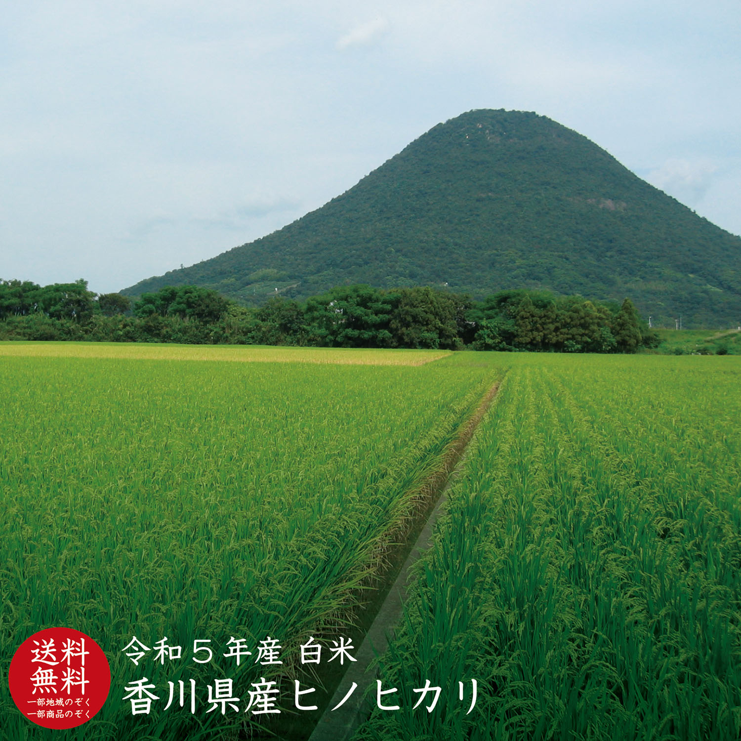 【令和5年産】【送料無料 一部商品除く】白米2kg／5kg／10kg 5kg 2本 ひのひかり 10kg 香川 米 香川県産 お米 香川県 ヒノヒカリ 【ひのひかり】 【あす楽 一部商品除く】