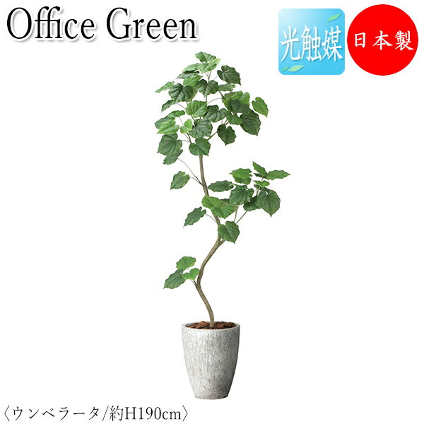 フェイクグリーン オフィスグリーン 人工植物 人工樹木 光触媒 鉢植え 床置き型 高さ約190cm みどり 緑 リラックス ウンベラータ GF-0001