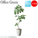 【送料無料】 フェイクグリーン オフィスグリーン 人工植物 人工樹木 光触媒 鉢植え 床置き型 高さ約190cm みどり 緑 リラックス ウンベラータ GF-0...