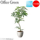 【送料無料】 フェイクグリーン オフィスグリーン 人工植物 人工樹木 光触媒 鉢植え 床置き型 高さ約160cm みどり 緑 リラックス パキラ GF-0002