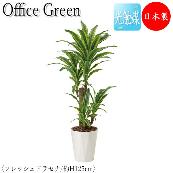 フェイクグリーン オフィスグリーン 人工植物 人工樹木 光触媒 鉢植え 床置き型 高さ約125cm みどり 緑 リラックス ドラセナ GF-0010