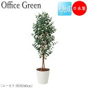 【送料無料】 フェイクグリーン オフィスグリーン 人工植物 人工樹木 光触媒 鉢植え 床置き型 高さ約160cm みどり 緑 リラックス ユーカリ GF-001...