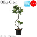 【送料無料】 フェイクグリーン オフィスグリーン 人工植物 人工樹木 光触媒 鉢植え 床置き型 高さ約165cm みどり 緑 リラックス ウンベラータ GF-0...