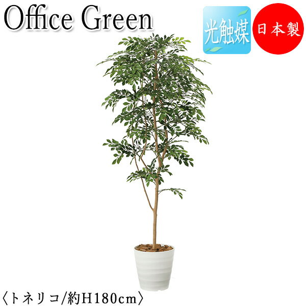 ̵ /̳ѡ ե꡼ ȥͥꥳ ե꡼  ͹տʪ ͹ ¤ ȭ ֤ ⤵180cm ŷ...